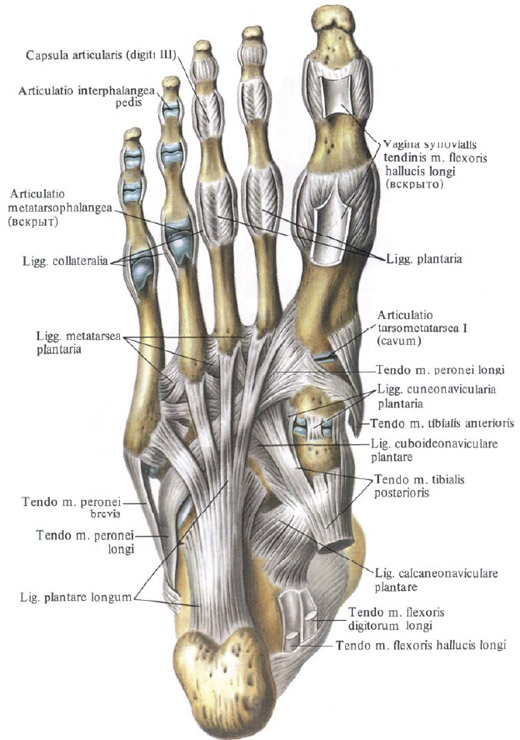 Anatomy Foot